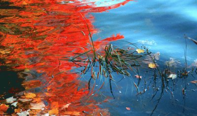 foliage and water