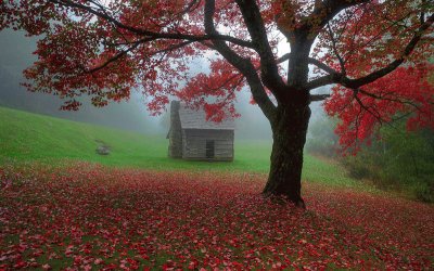 country cabin