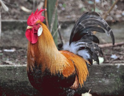 Rooster