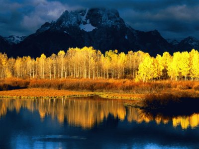 aspens at sunset