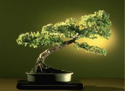 Bonsai 1.