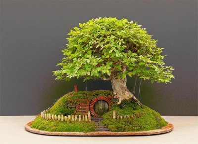 Bonsai 5