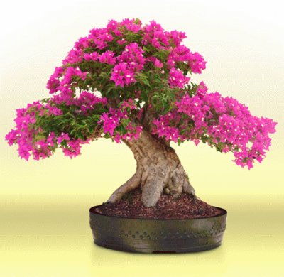 Bonsai 6.