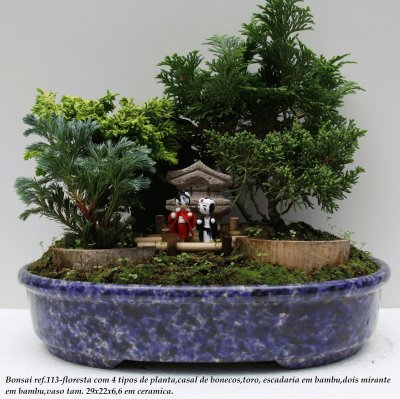 Bonsai 7.