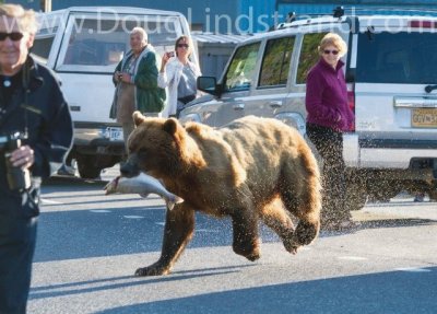 ALASKA SALVAJE HASTA EN LAS CALLES