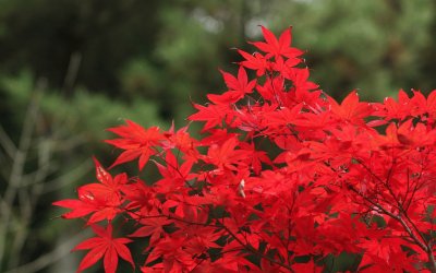 Japanese maple