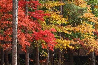 foliage rainbow