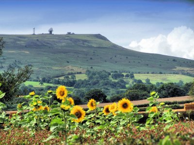 shropshire sunflowers