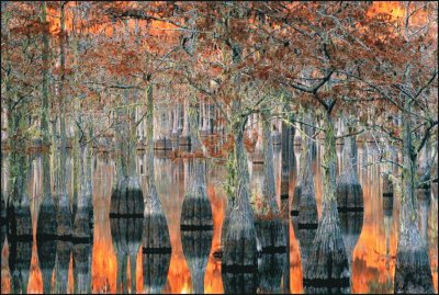 flooded forest