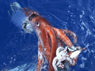 giant squid