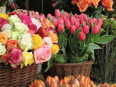 tulips and roses