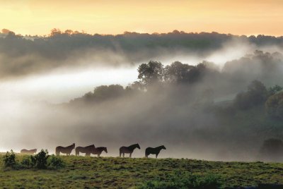Dawn mist and horses jigsaw puzzle
