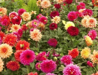 dahlias