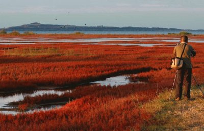 autumn marsh