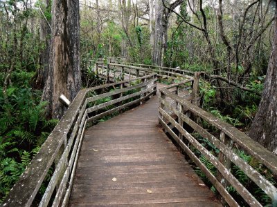 Corkscrew Swamp