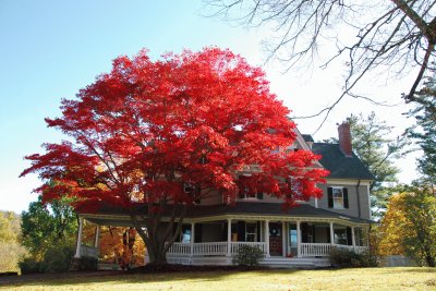 red tree