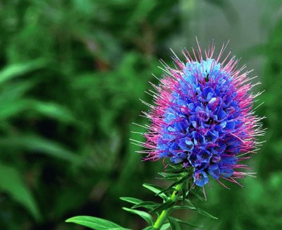 flor azul