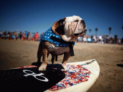 COMPETENCIA DE SURF PARA PERRITOS