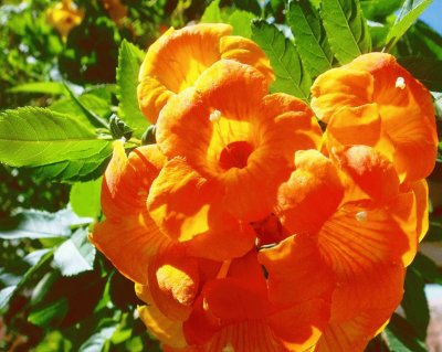 Campsis Radicans