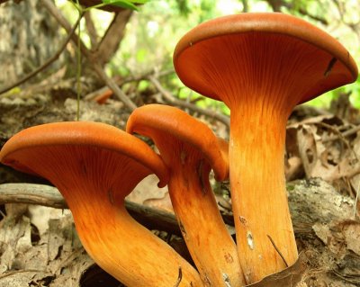 Omphalotus Illudens - Chile