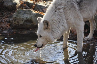 GRAN LOBO BLANCO