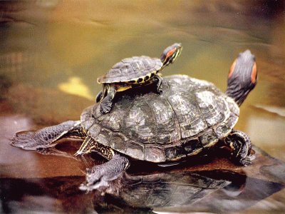 tortugas acuaticas