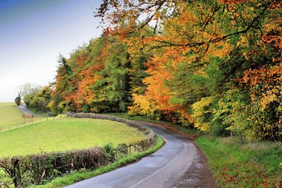 Autumn trees