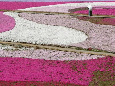 CAMPO EN CHICHIBU.