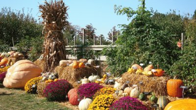 fall pumpkins