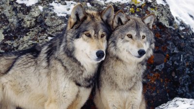 pareja de lobos