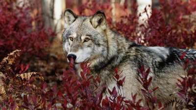 lobo en libertad