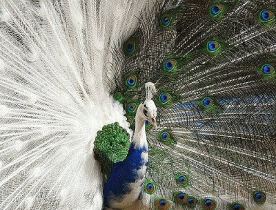 pavo real