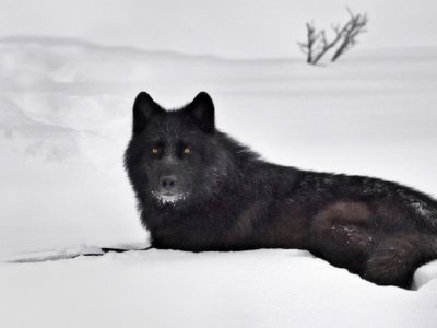 lobo negro helado