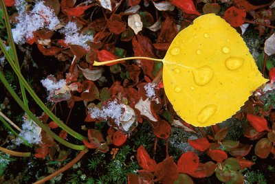 autumn at ground level