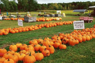 Pumpkins for sale