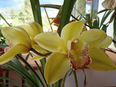 ORQUÃDEAS