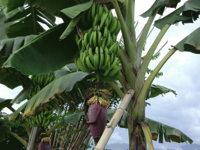 platanos