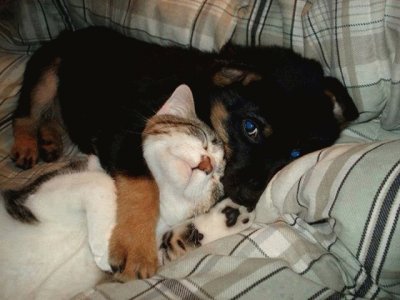 gato y perro