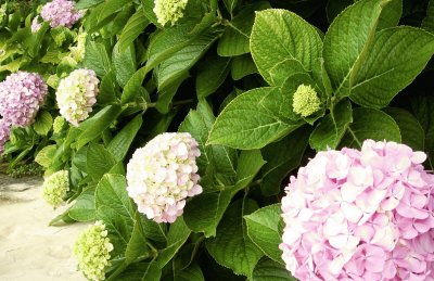 hortensias