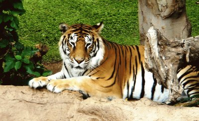 loro parque-tenerife