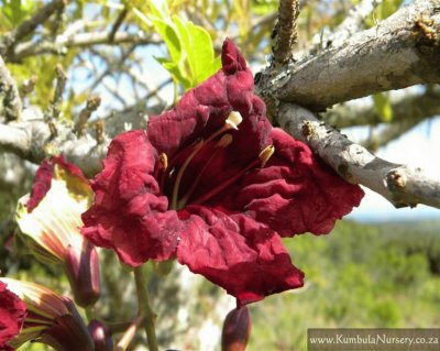 Kigelia Africana