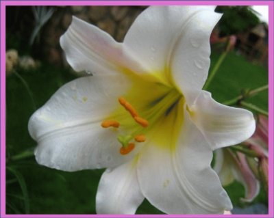 Lilium Blanco