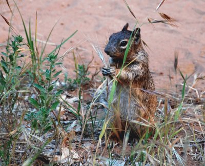 Squirrel