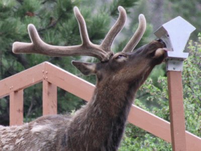 visiting elk