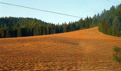 pine copse