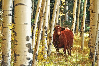 Cow in aspens