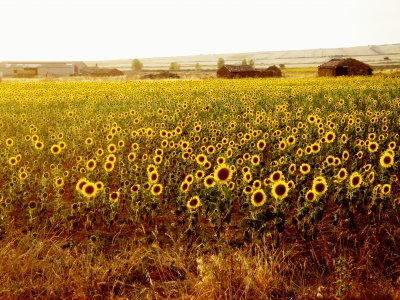 campo de girasoles