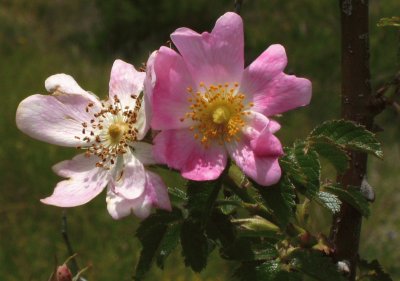 Flors de Gavarrera