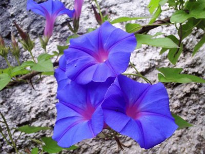 ipomoea purpurea