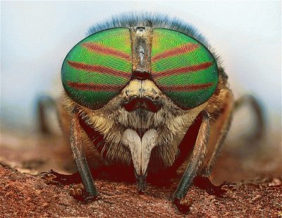 OJOS DE INSECTO